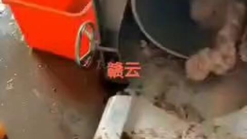 浙江水产加工厂鱼糜采集机器视频,大型鱼肉采肉机视频